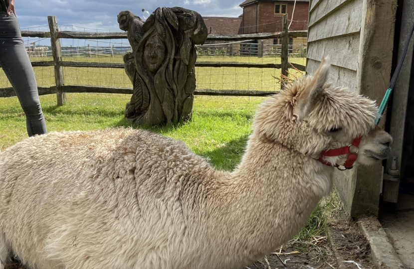 The Llama Park