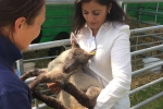 Nus Ghani MP