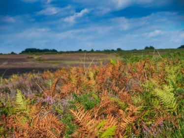 Ashdown Forest